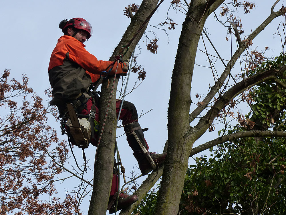 Bild in Bildergallerie