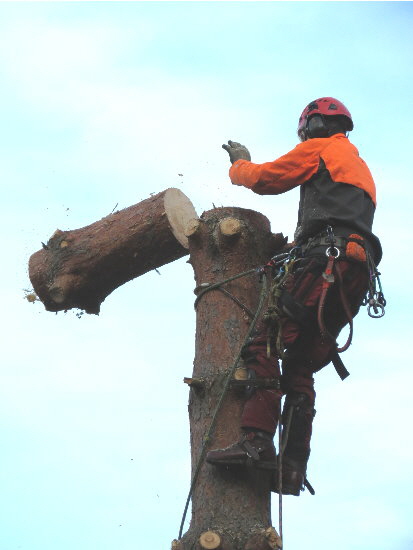 Bild in Bildergallerie