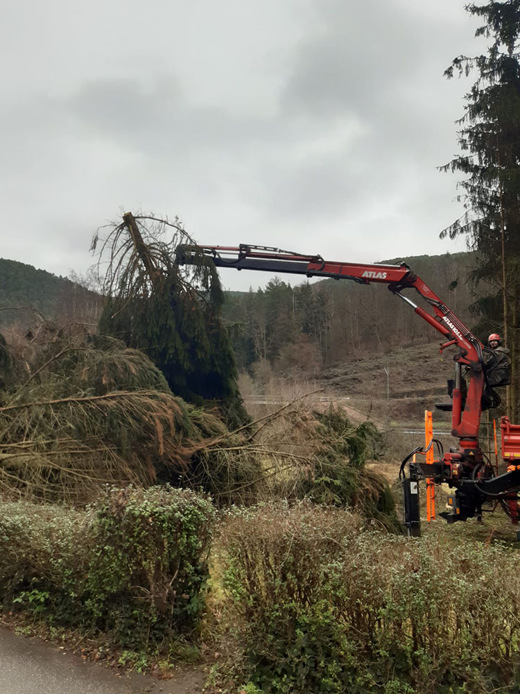 Bild in Bildergallerie