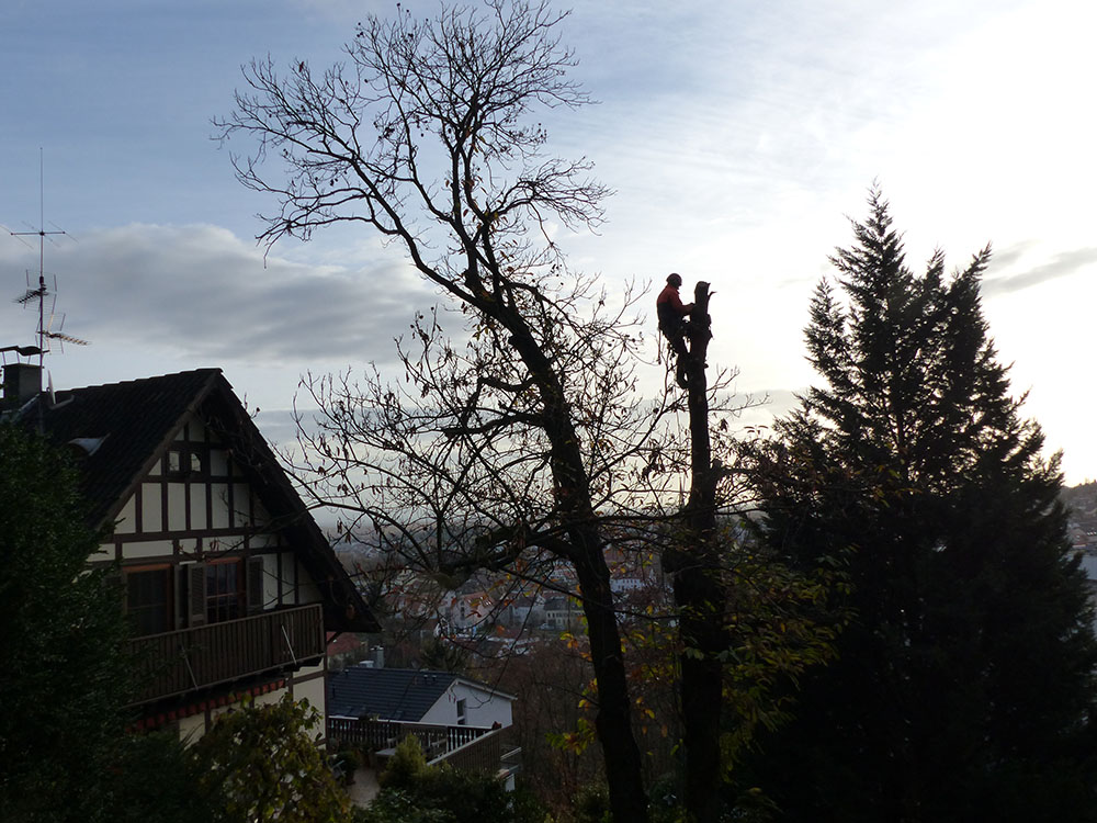 Bild in Bildergallerie