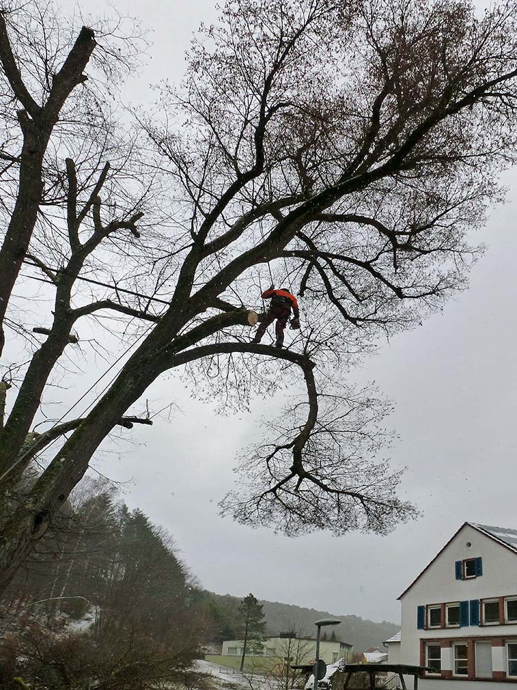 Bild in Bildergallerie